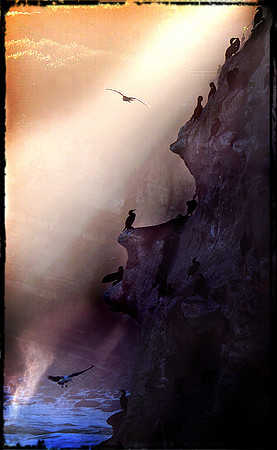 bird cliff 2.jpg